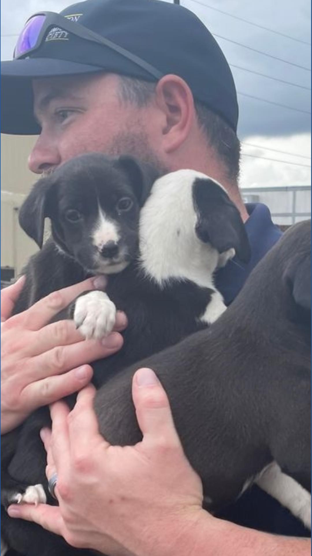Houston Humane Society rescues 26 dogs from flooded shelters ...