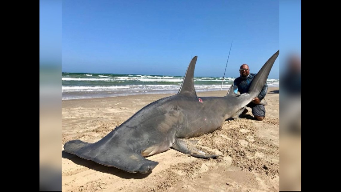 14-foot hammerhead caught by Corpus Christi fisherman 