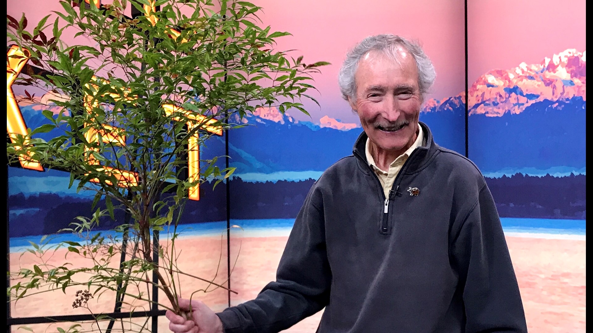 Pacific Northwest gardening expert Ciscoe Morris fills us in on which shrubs to cut back for Spring and how to do it right.