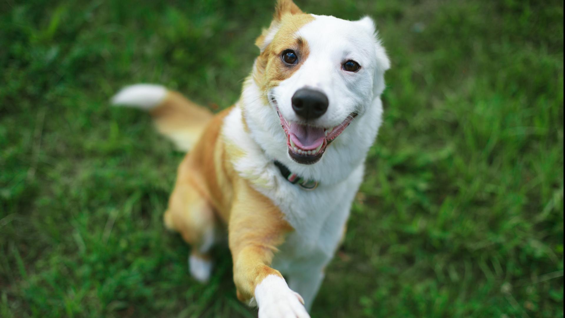 For the rest of July, dog and cat adoptions are $35.