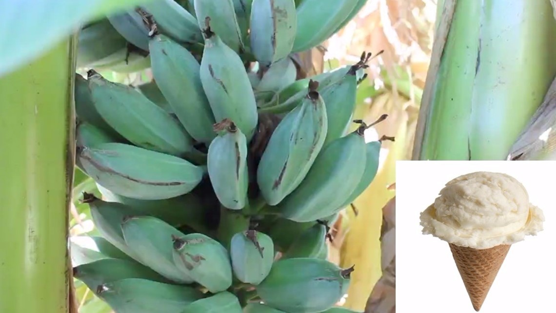 These Bananas Taste Like Ice Cream And You Can Grow Them Yourself 13newsnow Com