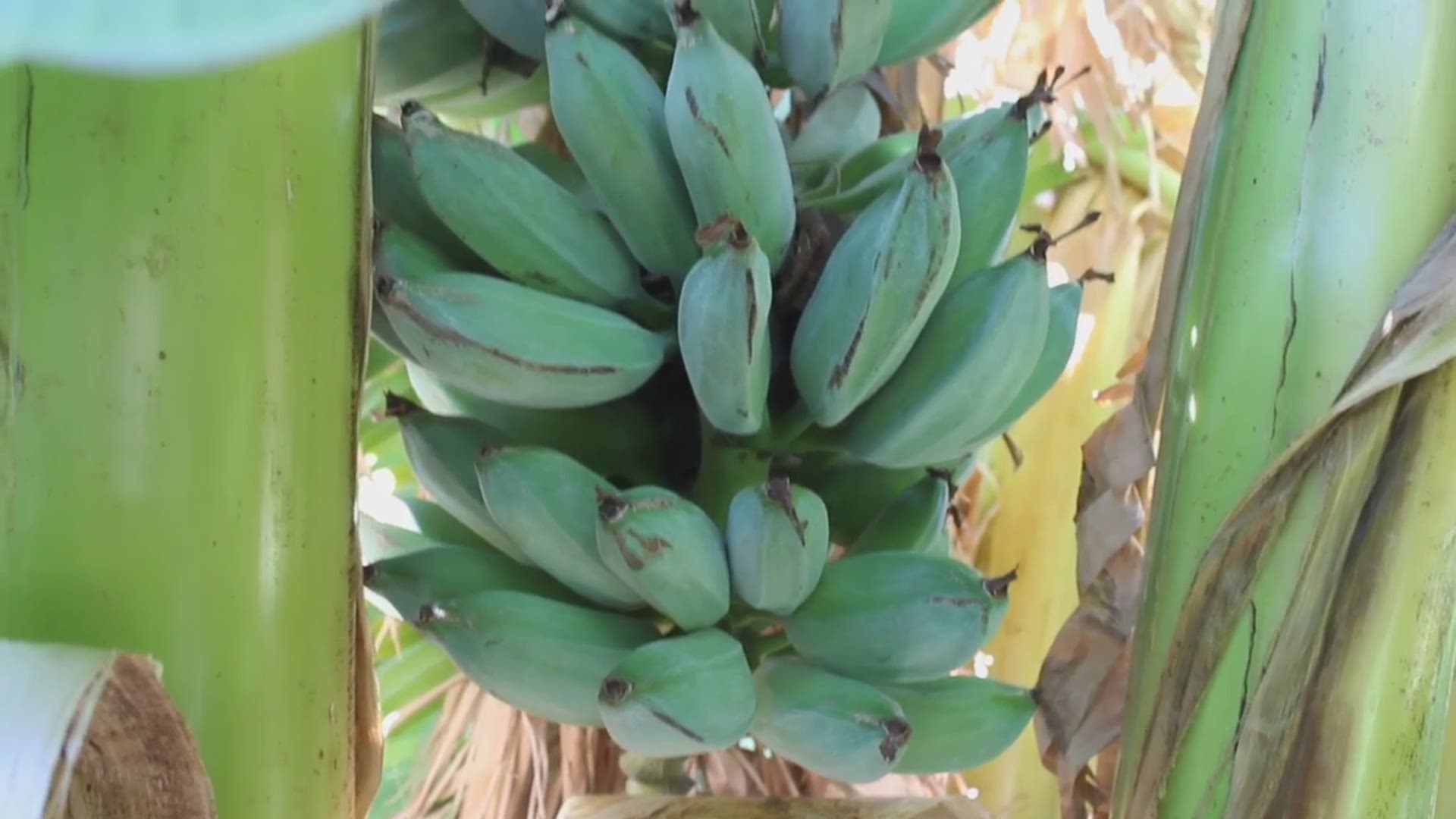 These bananas taste like ice cream and you can grow them yourself