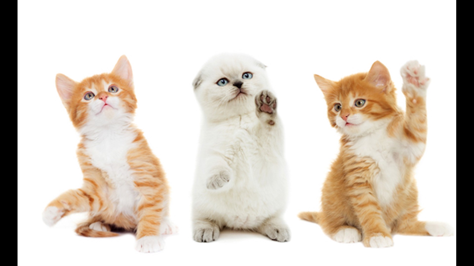 Things To Know Before Bringing A Cat Home