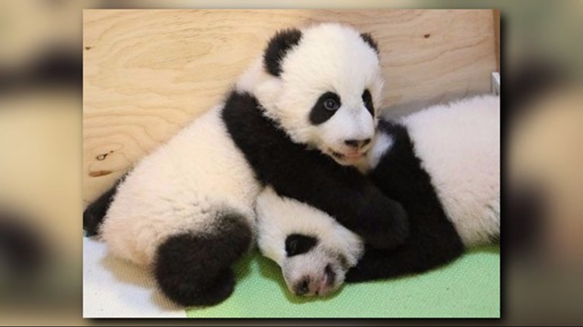Baby Panda Alert Toronto Zoo Has 9 Month Old Twins 13newsnow Com