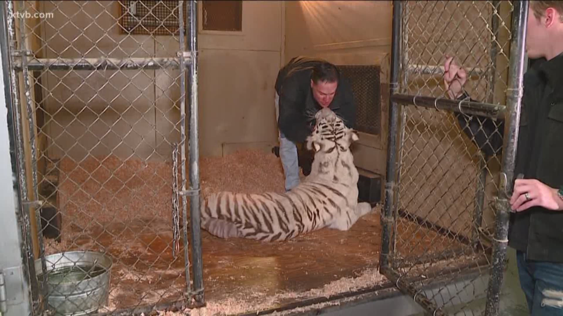 It was a once-in-a-lifetime opportunity for two Idaho surgeons - one for animals, the other for humans. They were sought out by an illusionist in Montana to save something precious to him - his tiger.