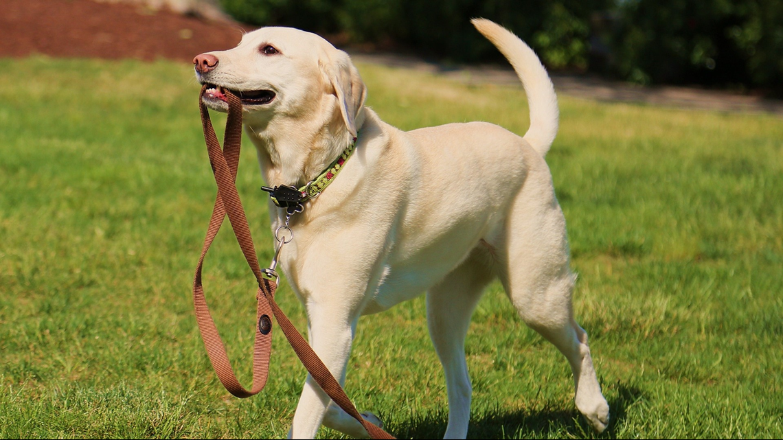 Animal Control Dogwalkers, keep your dogs leashed in Virginia Beach