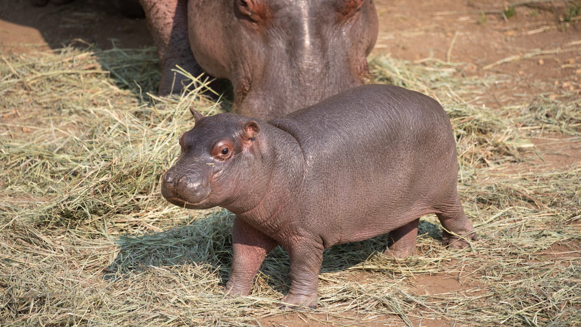 Meet Cheyenne Mountain Zoo's baby hippo, born July 20, 2021.