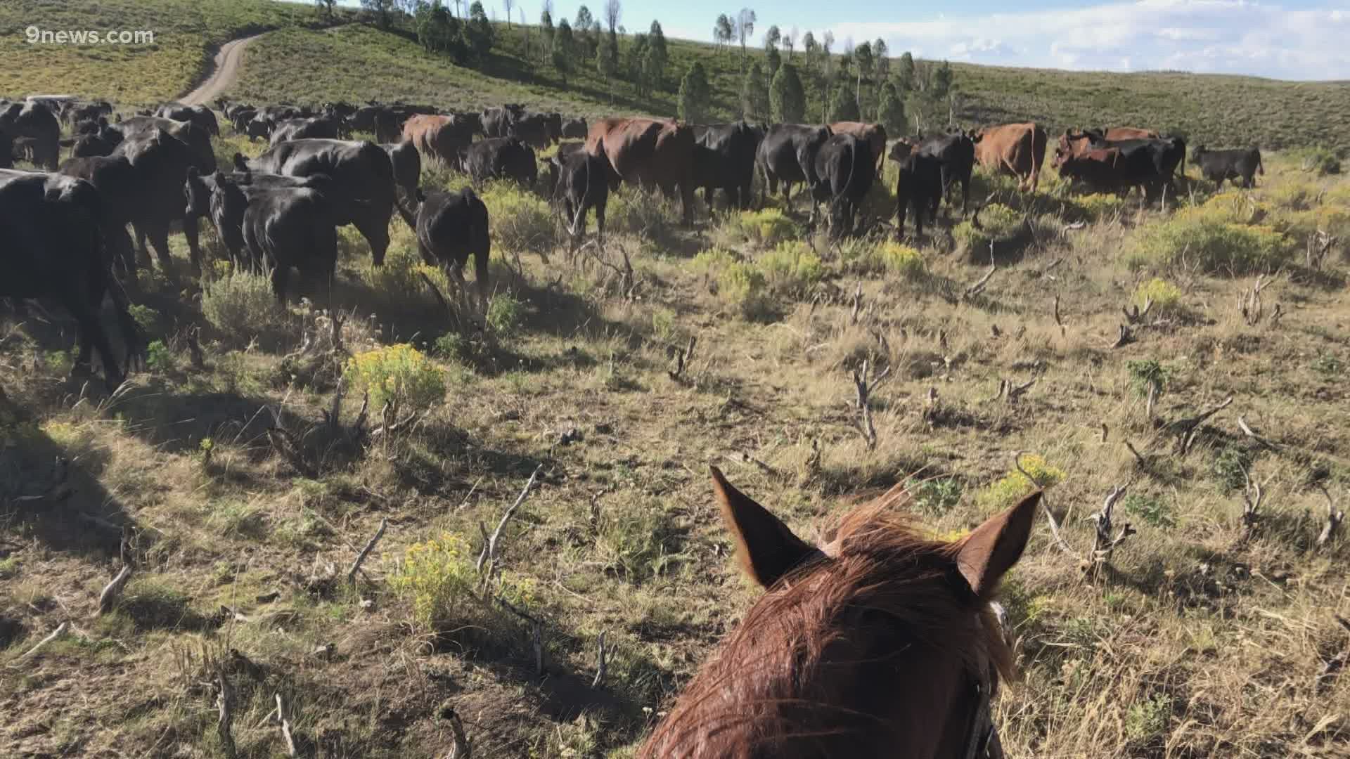 Many of their cattle graze on private or BLM lands that burned in the fire. They've spent days wrangling their cows and getting them away from the fire and smoke.