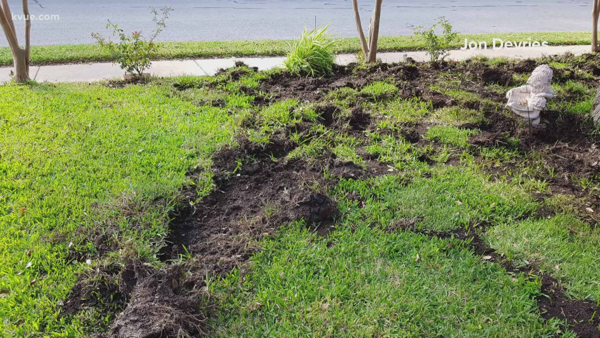 Some Round Rock homeowners say feral hogs are doing a lot of damage to their properties. KVUE's Pattrik Perez explains why those hogs are hard to get rid of.