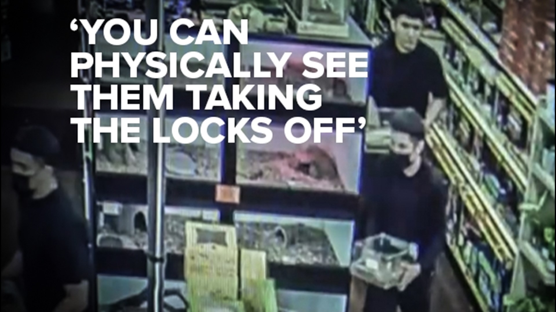 Police are looking for three suspects who stole expensive Ball Pythons valued at up to $2,000 from Carter's Pet Mart.