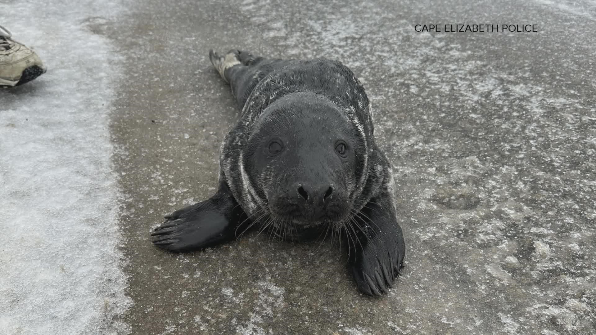 As the storm started to ramp up in Casco Bay, a curious and persistent visitor came calling. The seal is now being cared for by the Marine Mammals of Maine.