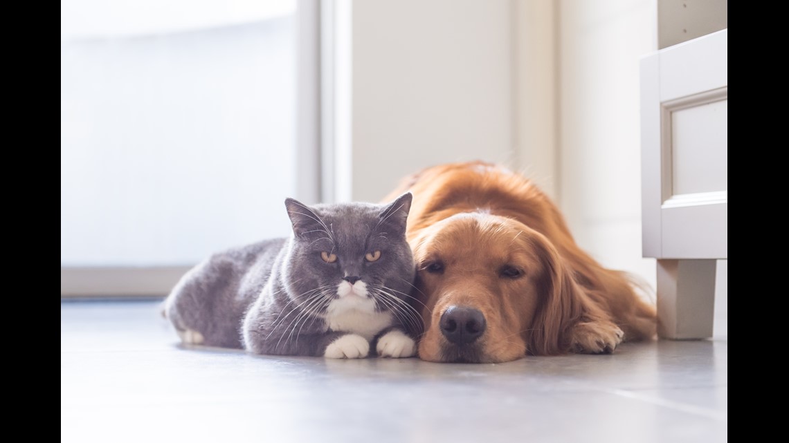 Are Dogs Really Smarter Than Cats?