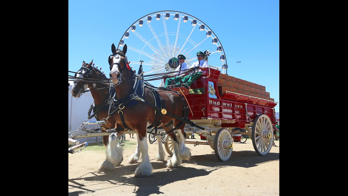 Super Bowl 2018: Budweiser's Clydesdales get special online ad