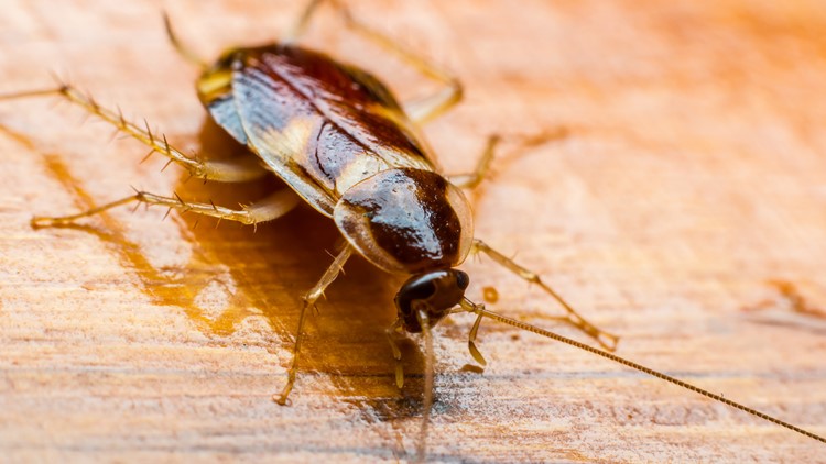 Horror as woman wakes up to find live COCKROACH in her ear