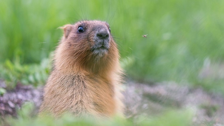 video shows deputy fatally shooting groundhog in maryland