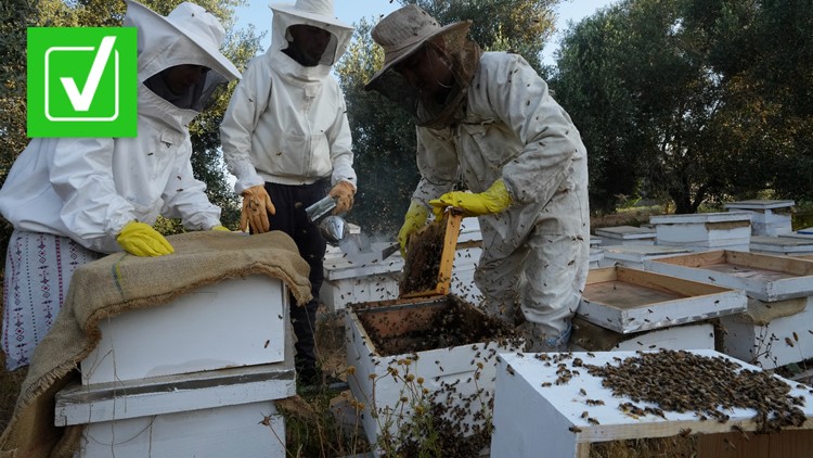 Yes, it’s a tradition for beekeepers to tell their bees about major family events