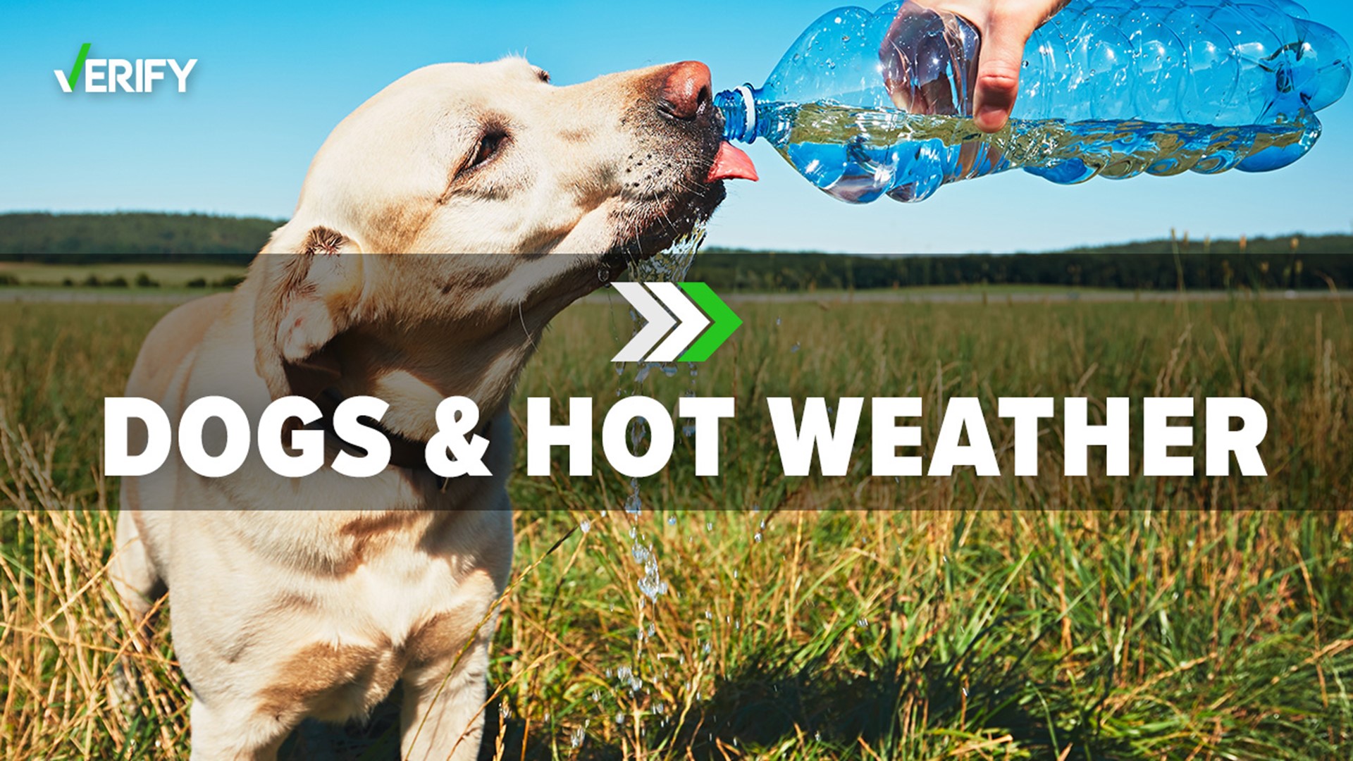 Did you know dogs are terrible at sweating? The primary way they keep cool is through panting. Here are more facts and tips to help your canine manage the heat.