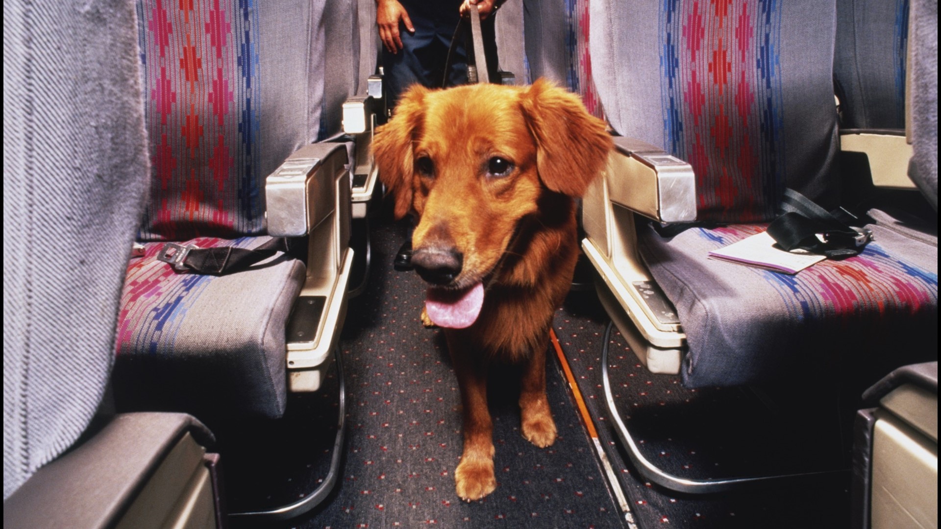 Southwest Airlines bans emotional support animals, joining