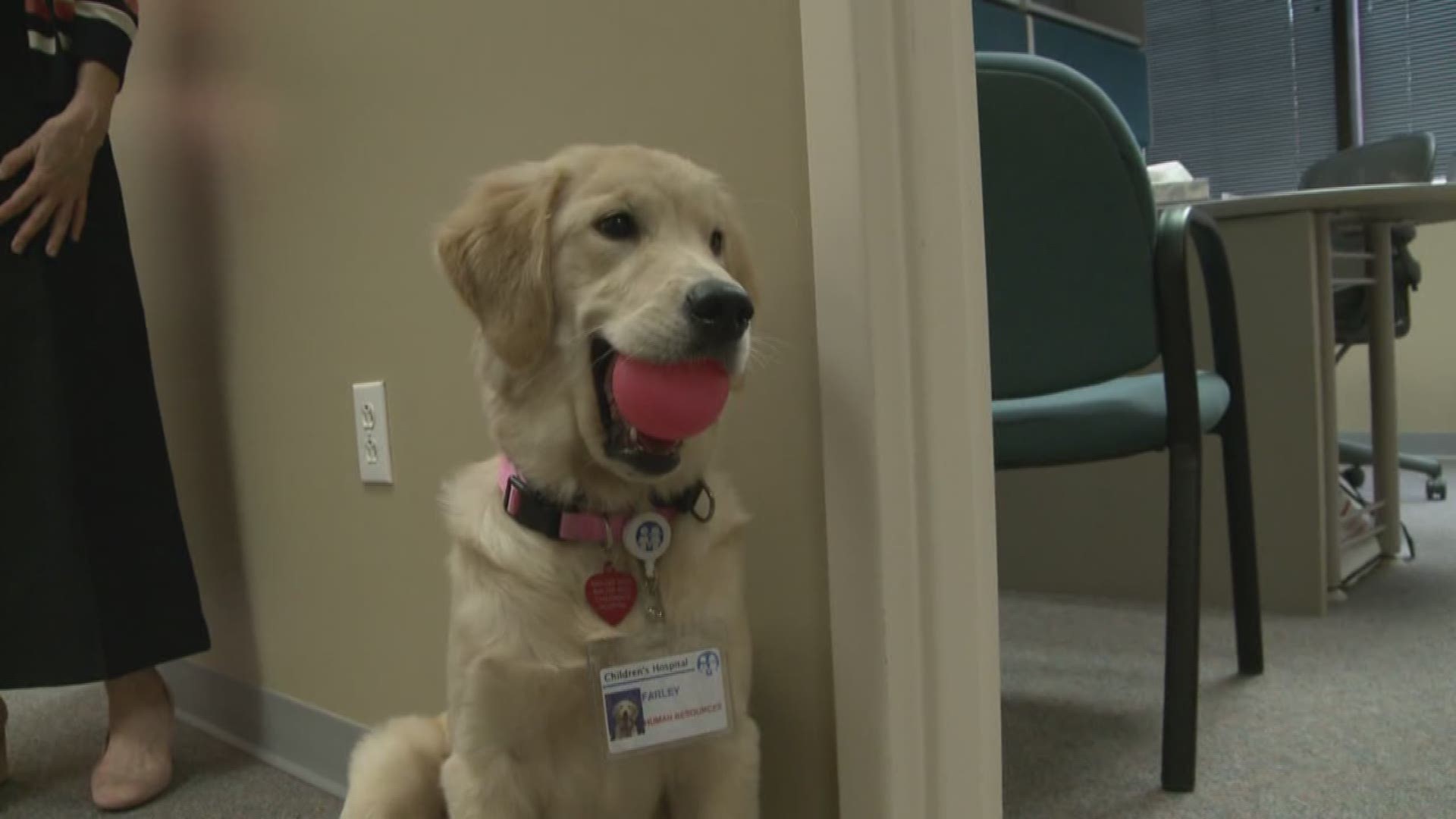 Puppy is training to be a full time facility dog at Children's Hospital. Live at Five at Four. 3-28-17p