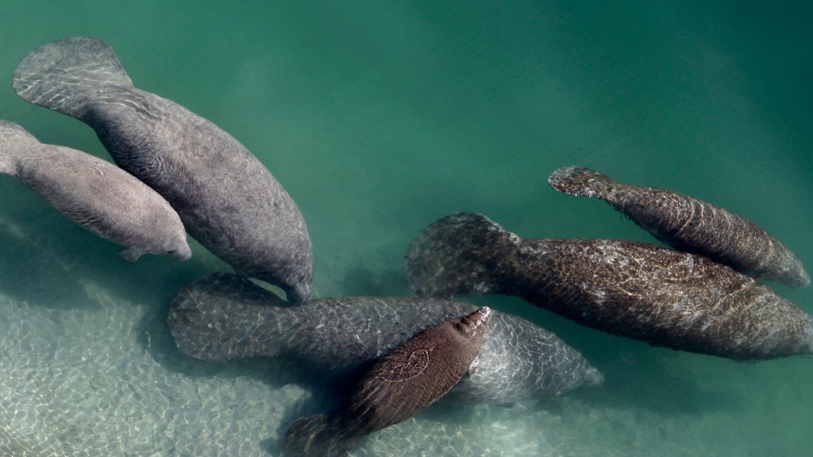 Dozens of FL manatees in rehab amid ongoing starvation - Vimarsana News