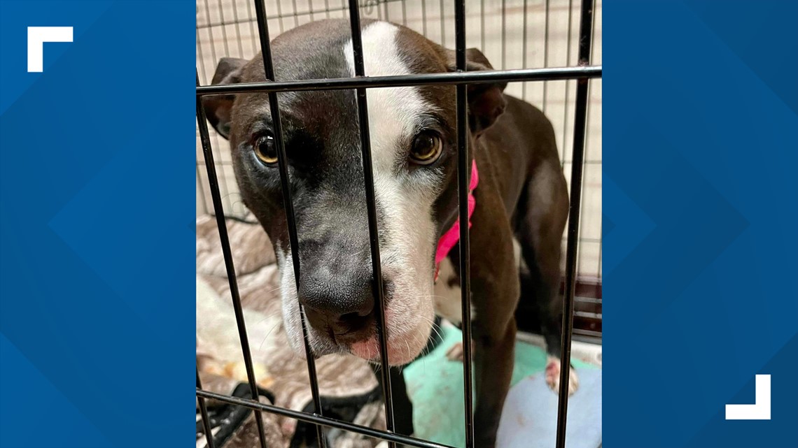 Dog chained to vehicle, dragged 100 yards by car rescued in Ohio ...