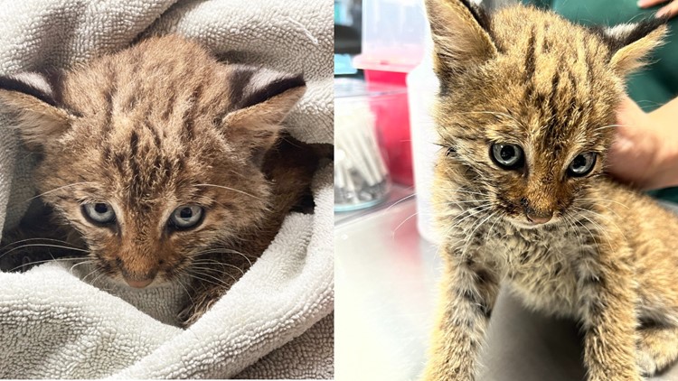 Tennessee couple rescues kitten, but turns out to be a bobcat