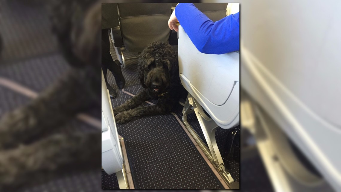 can service dogs go on planes