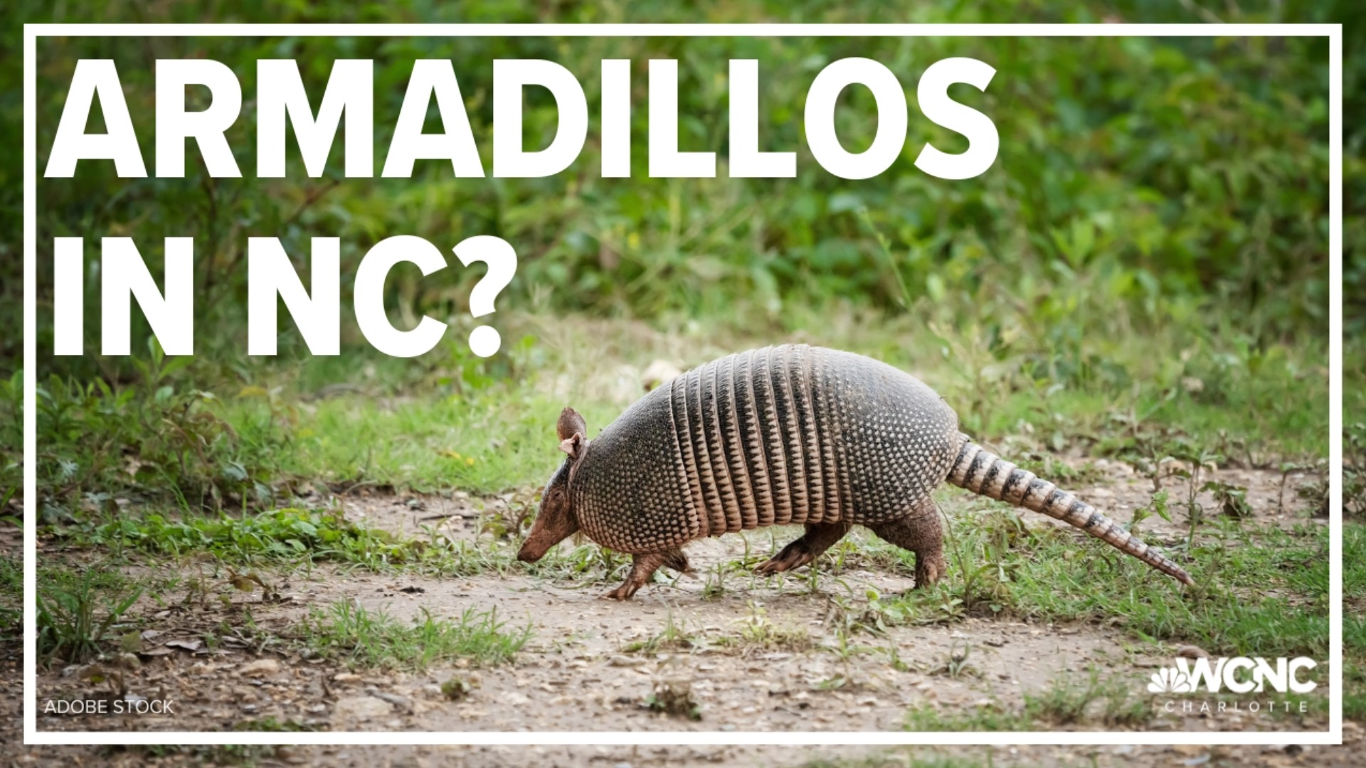 Armadillos are moving into North Carolina and officials want your help tracking them.