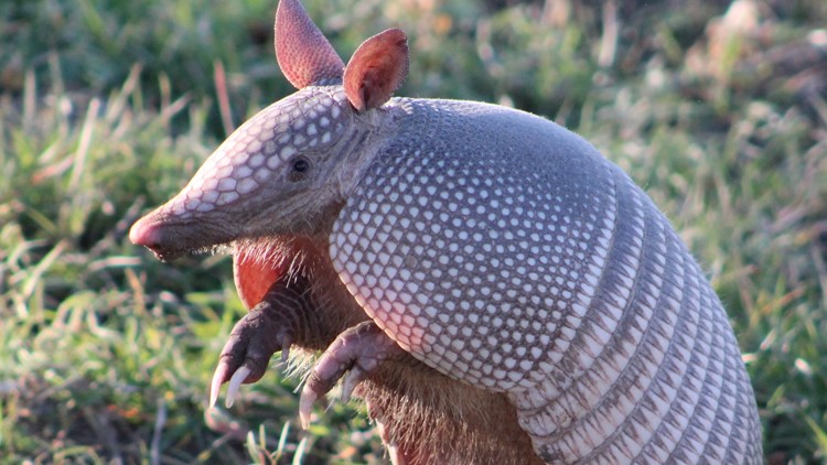 Have you seen armadillos in NC? Scientists want to know
