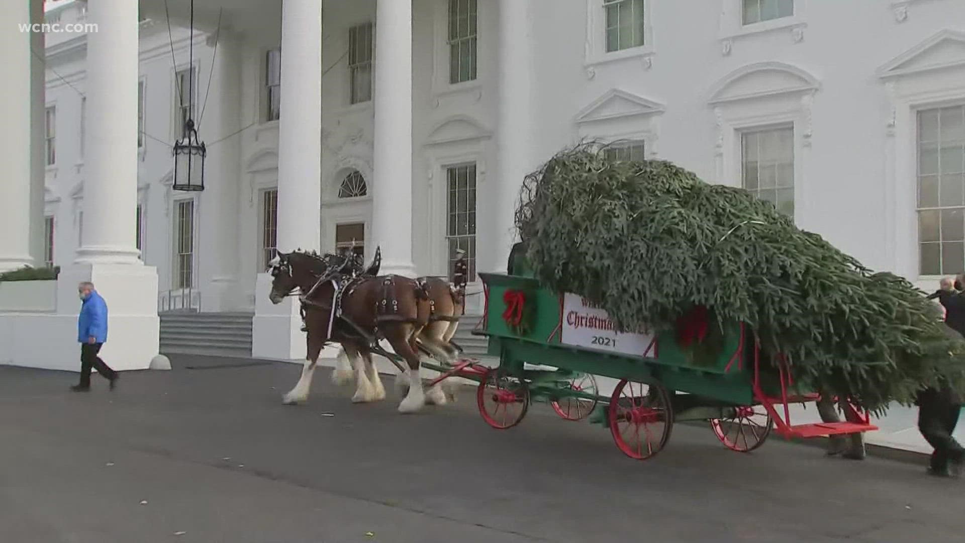 The White House Christmas tree, harvested from North Carolina's Ashe County arrived at the White House on Monday.