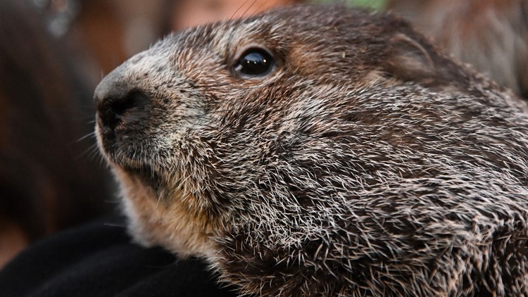 How accurate is the groundhog at predicting the weather?