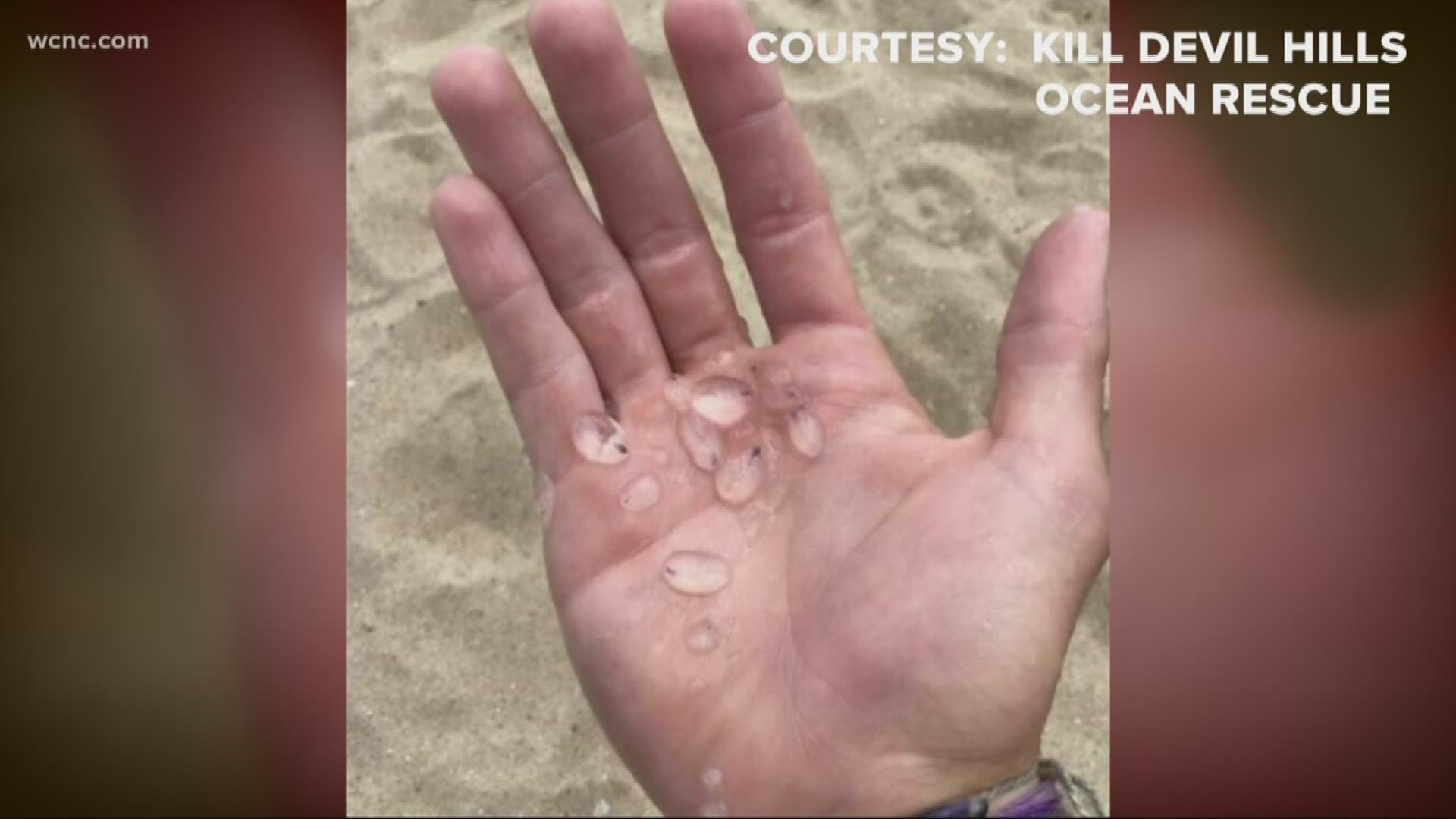 Have you ever seen these on the beach? They're called jellyfish salps and officials say they're washing ashore on the Outer Banks because of a plankton bloom.