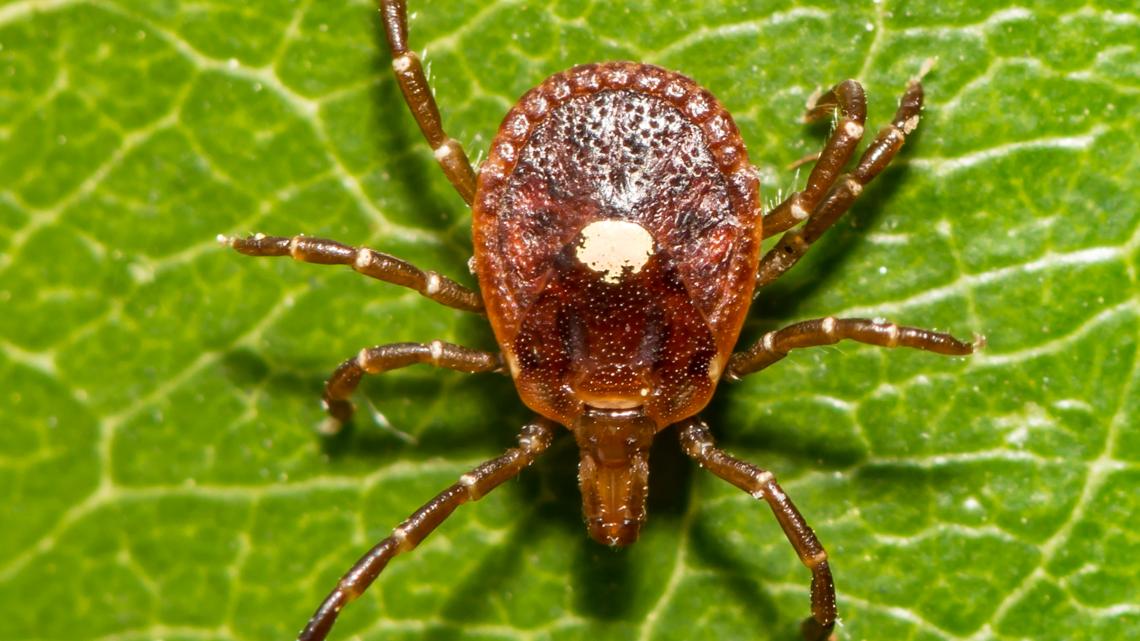 Lone star tick red meat allergy: What to know about AGS - Vimarsana News