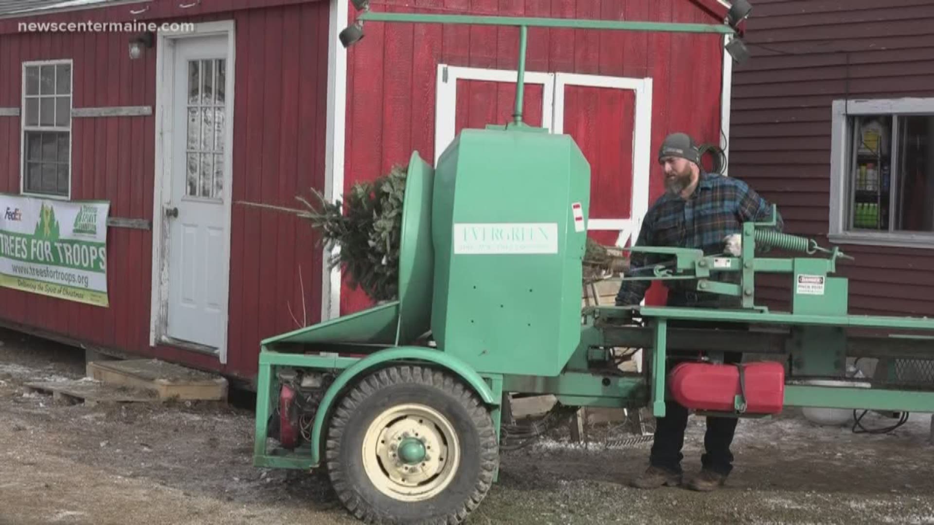 The Maine trees are headed to Marine Corps Air Station Beaufort in South Carolina, and some will make their way to troops overseas