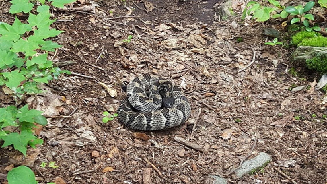 Black Snakes vs Copperheads What You Need to Know