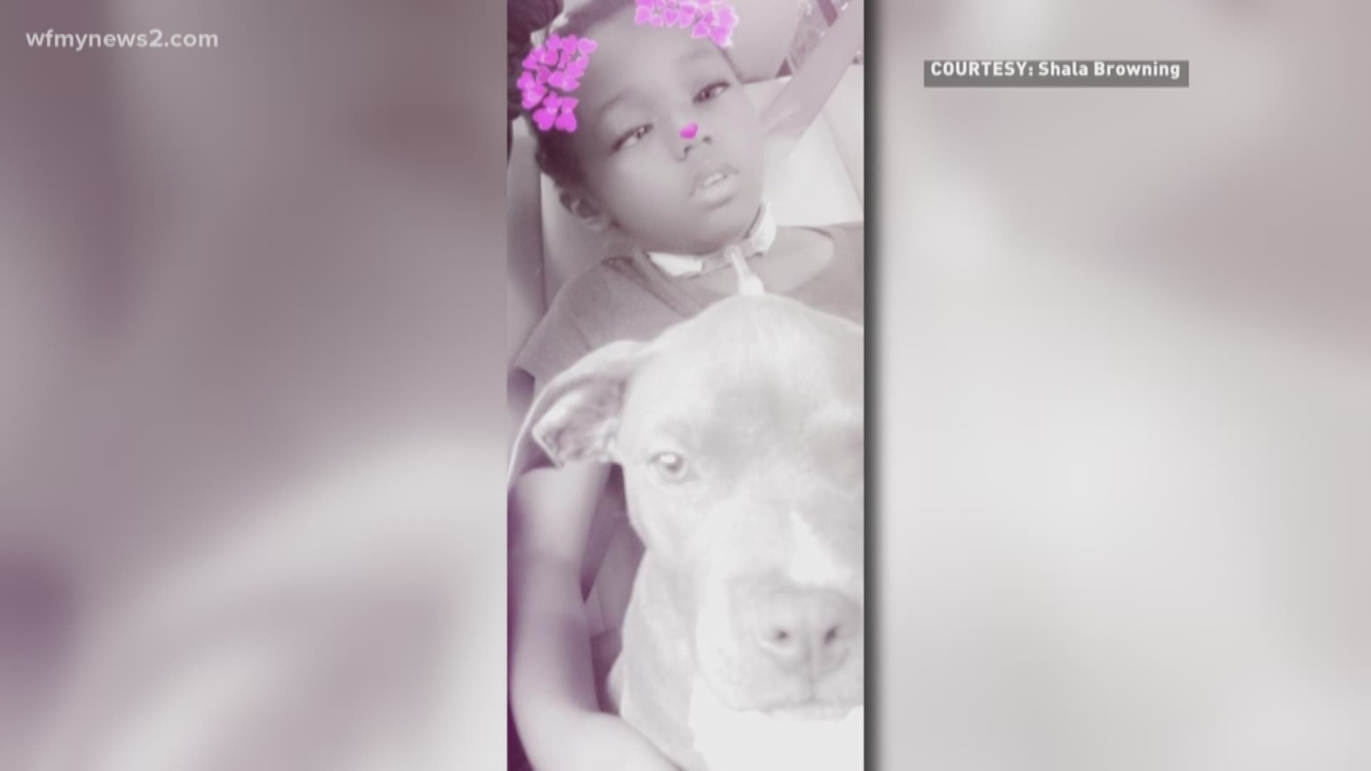 'Annabella May,' the stolen 11-week-old American Bully puppy, was in training as a companion dog for eight-year-old Dakaia Gray who has terminal cancer.