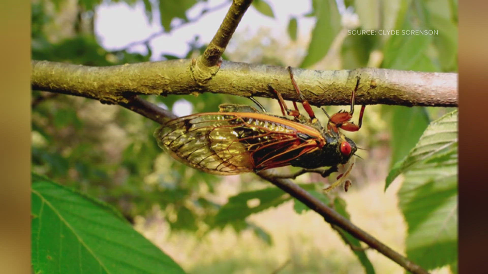 As the 13-year brood dies off, the females are making sure the insects will be back in the next decade.