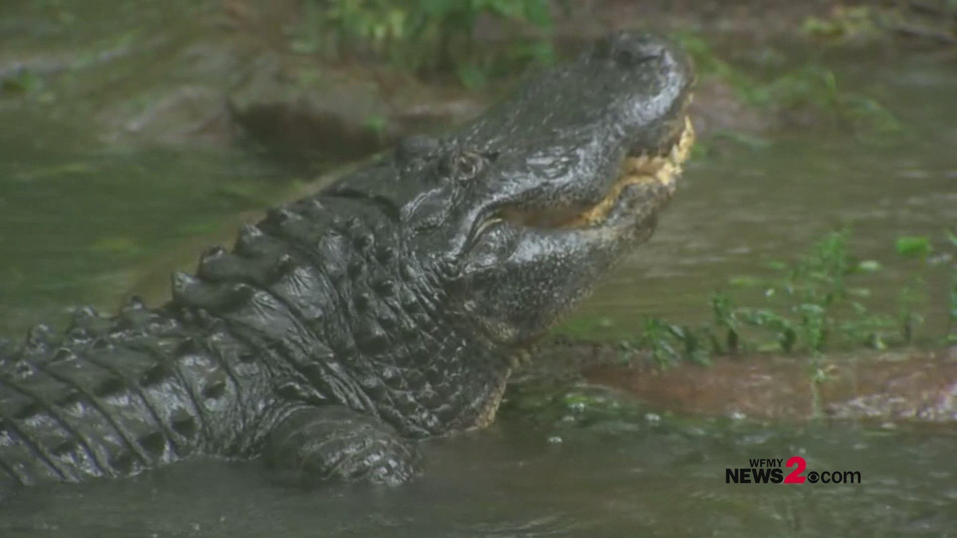 It's dinner time at the NC Zoo! Workers are busy feeding the alligators during Florence