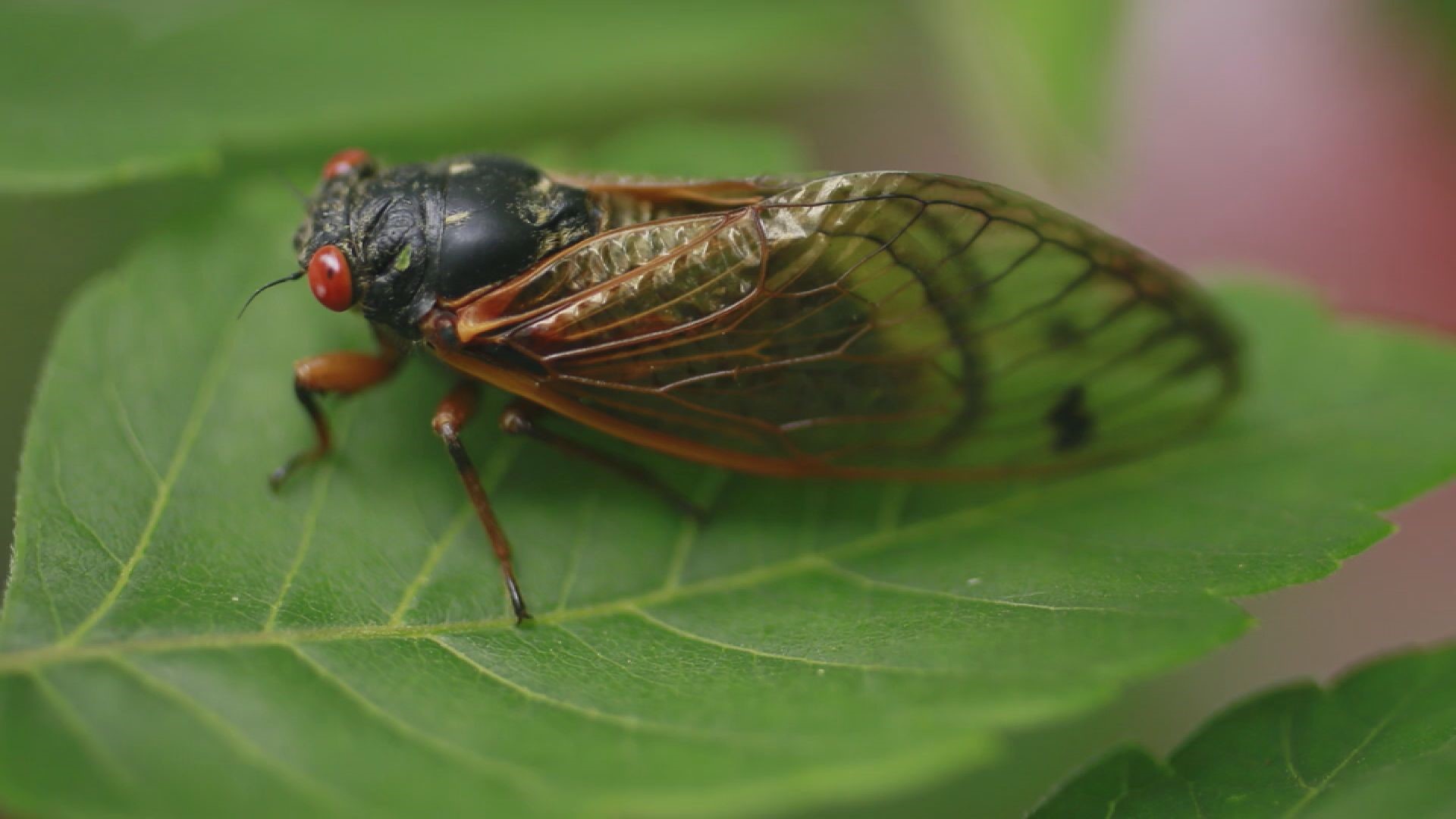 Entomologists say cicadas will primarily hit southwest and northwest North Carolina. Another brood is coming to the Greensboro area in three years.