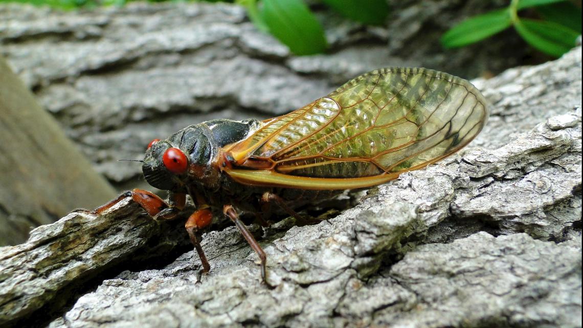 Cicadas in North Carolina: When & where they will emerge in 2024 - Vimarsana News