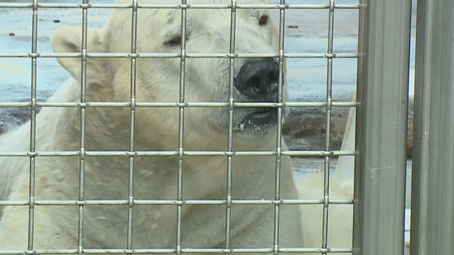 Polar Bear Mating