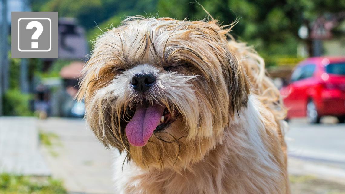 VERIFY: It's dangerous but not always illegal to keep pets outside in heat