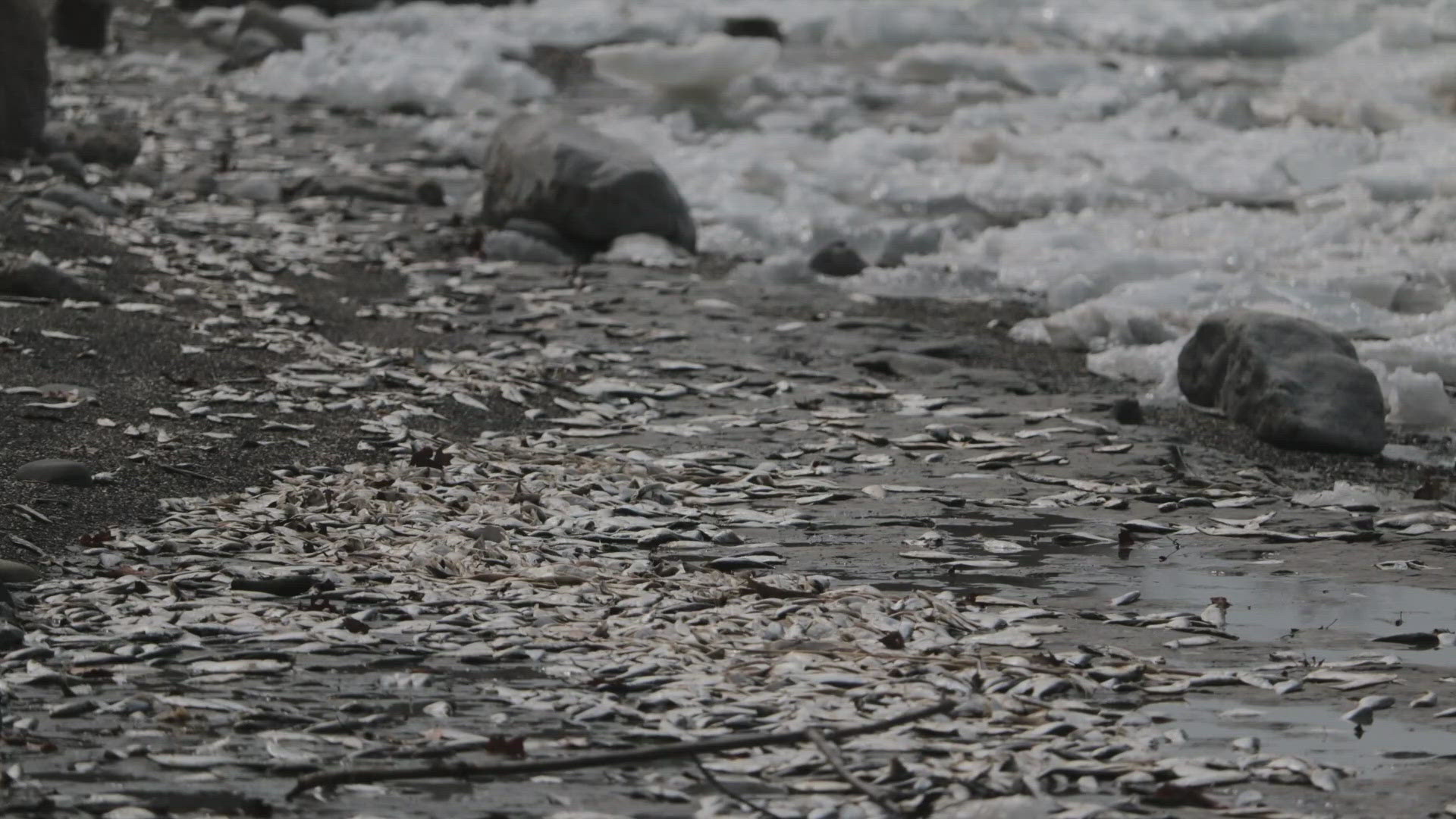 Nate Benson looks into why millions of dead fish are washing up on the Lake Erie shores