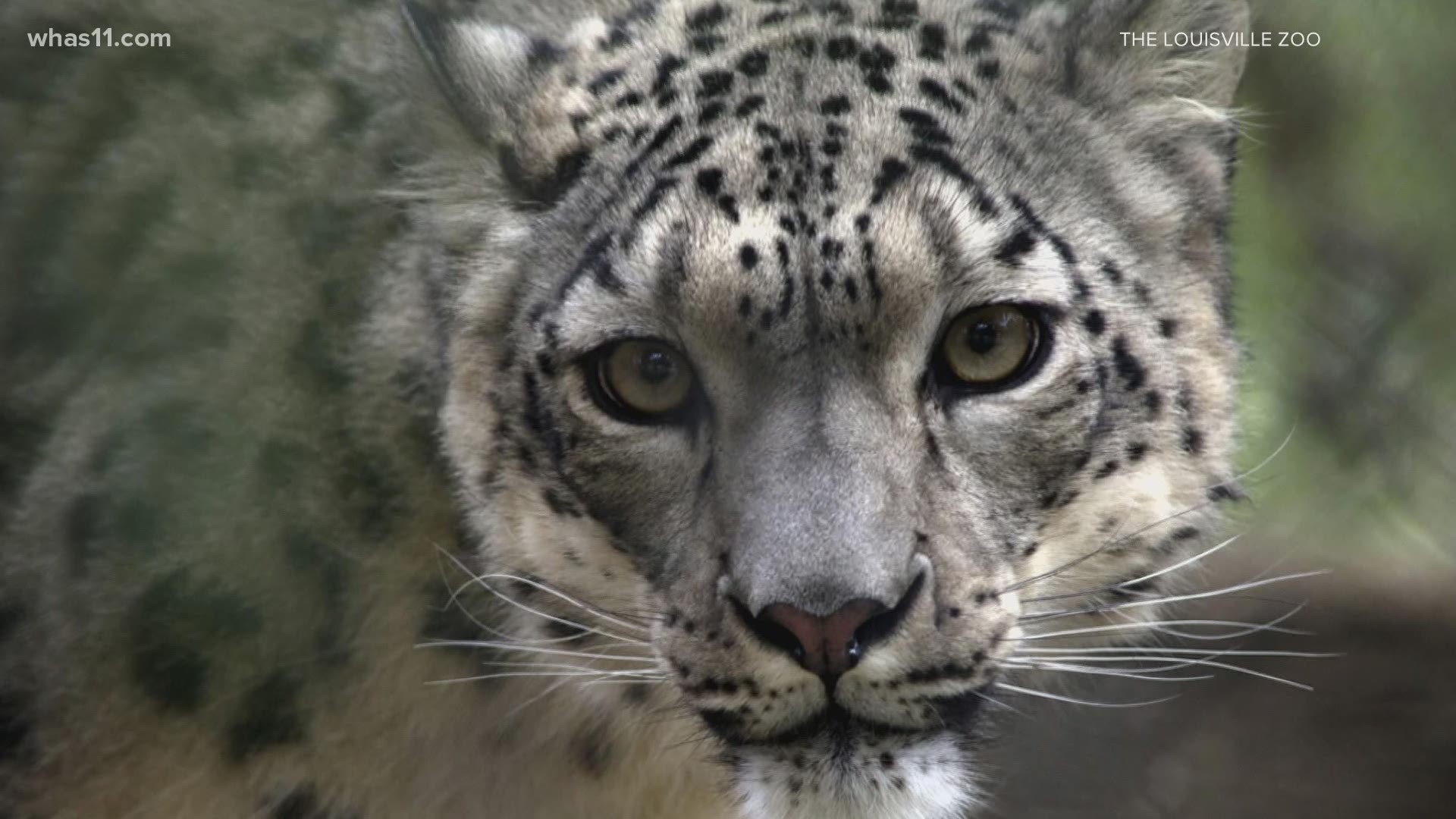 The zoo believes an asymptomatic human passed the virus to the snow leopard. The zoo says they are continuing their safety precautions and will remain open.