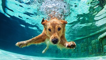 Hot Weather Safety Tips: Keeping your dog safe in the summer