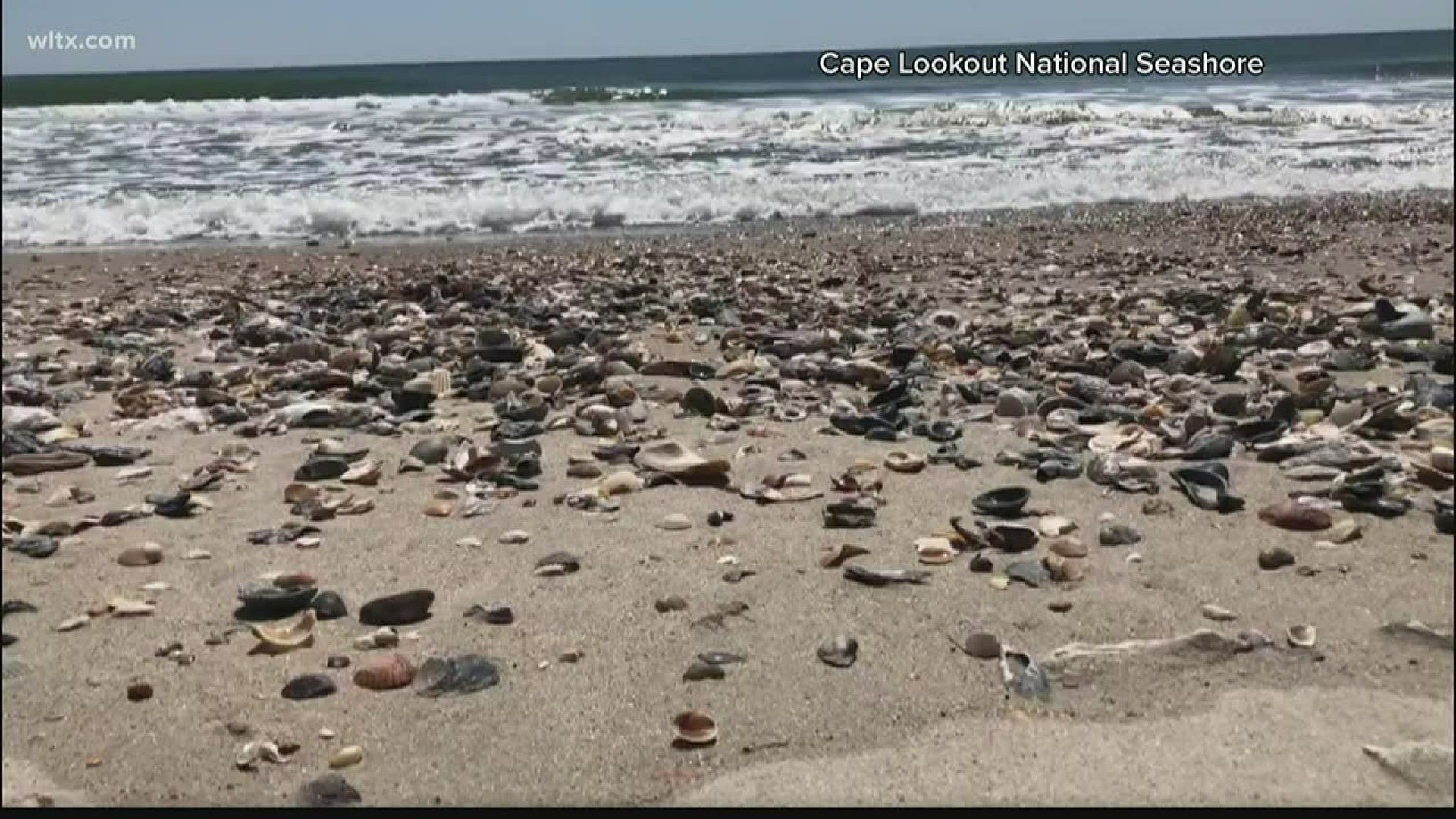 Tons of shells are there for a simple reason ... there are no tourists to come pick them up.