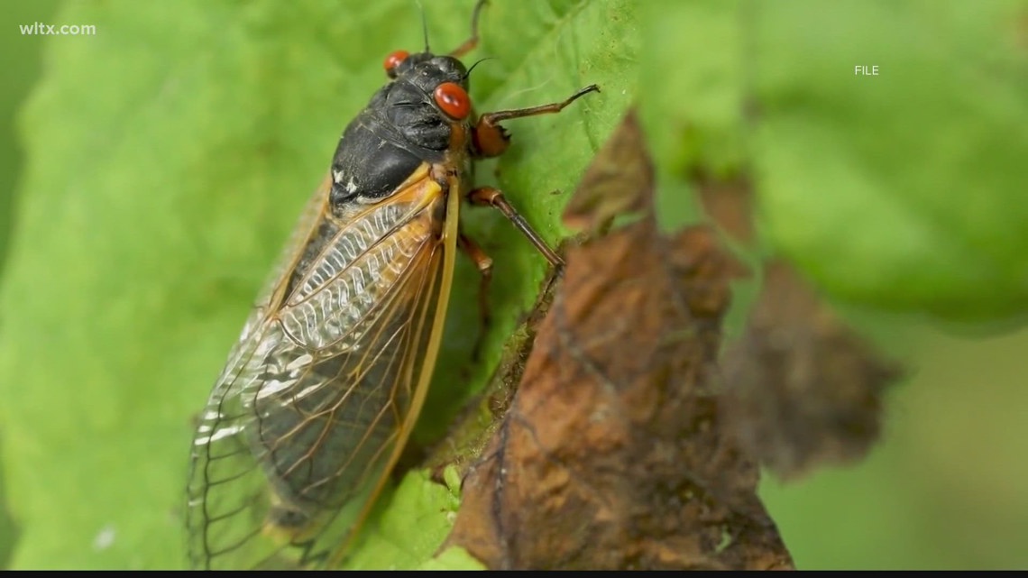 What is the difference between a cicada and a locust? | 13newsnow.com