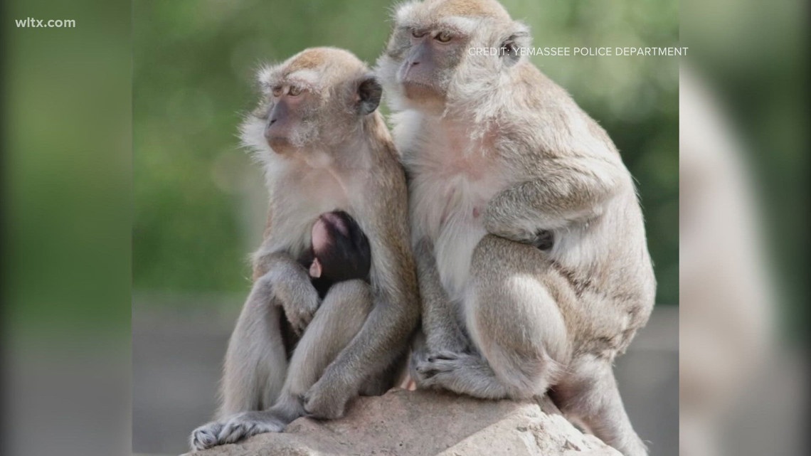 Primates escape from Yemassee, SC research facility | 13newsnow.com