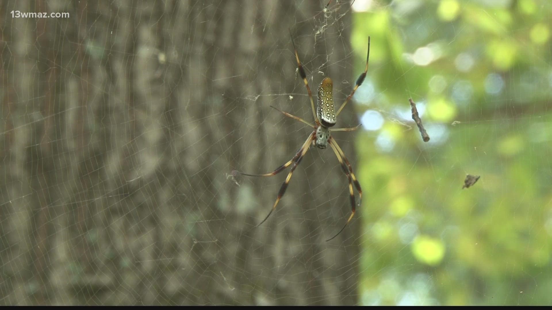 Joro spiders spreading in Eastern US, could be in New York 'next year,'  scientists suggest