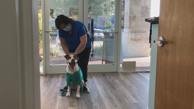New noninvasive cancer treatment at a Florida vet saved a beloved dog's life